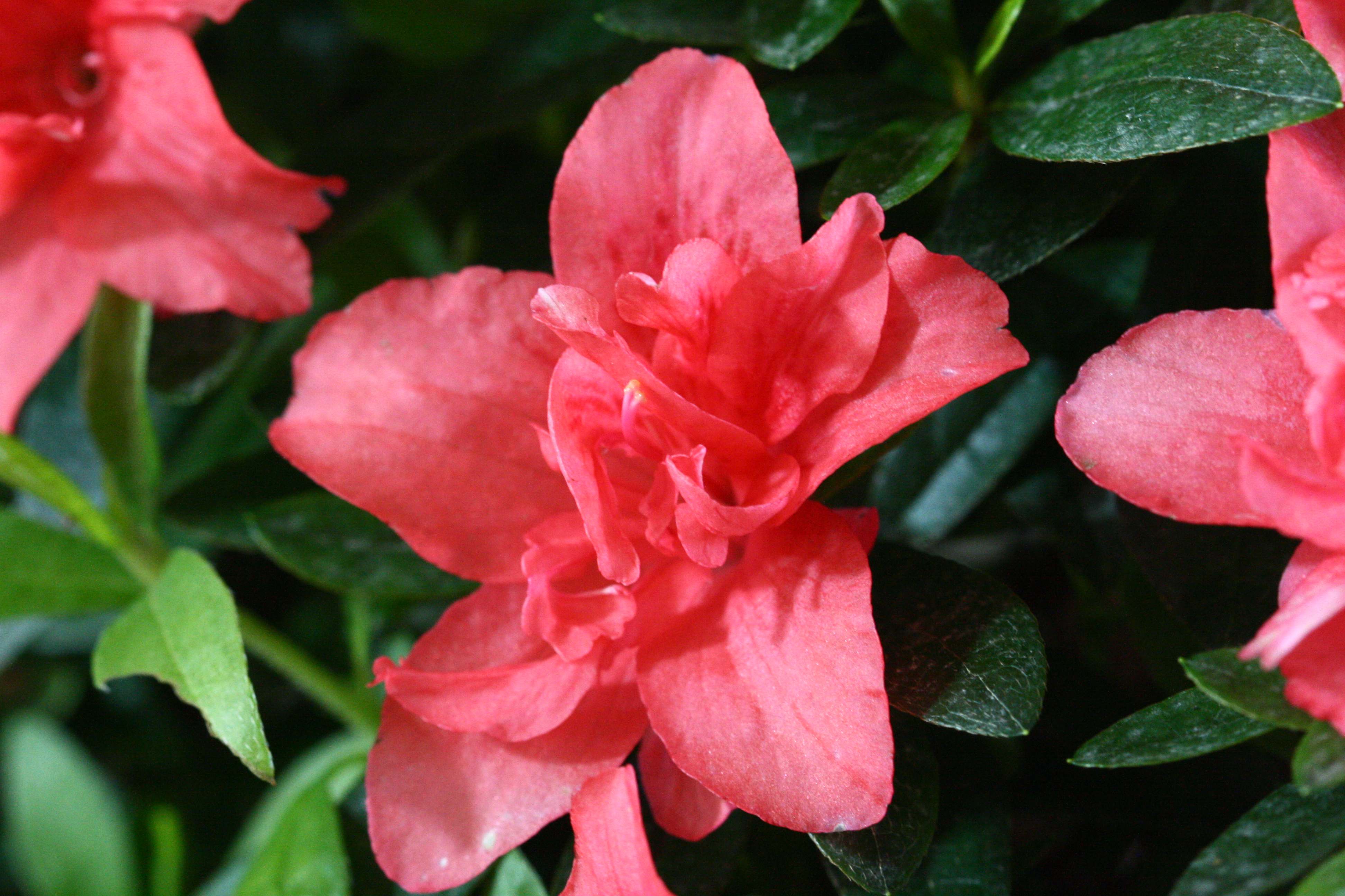 Dorothy Gish Belgian indica azalea flowers