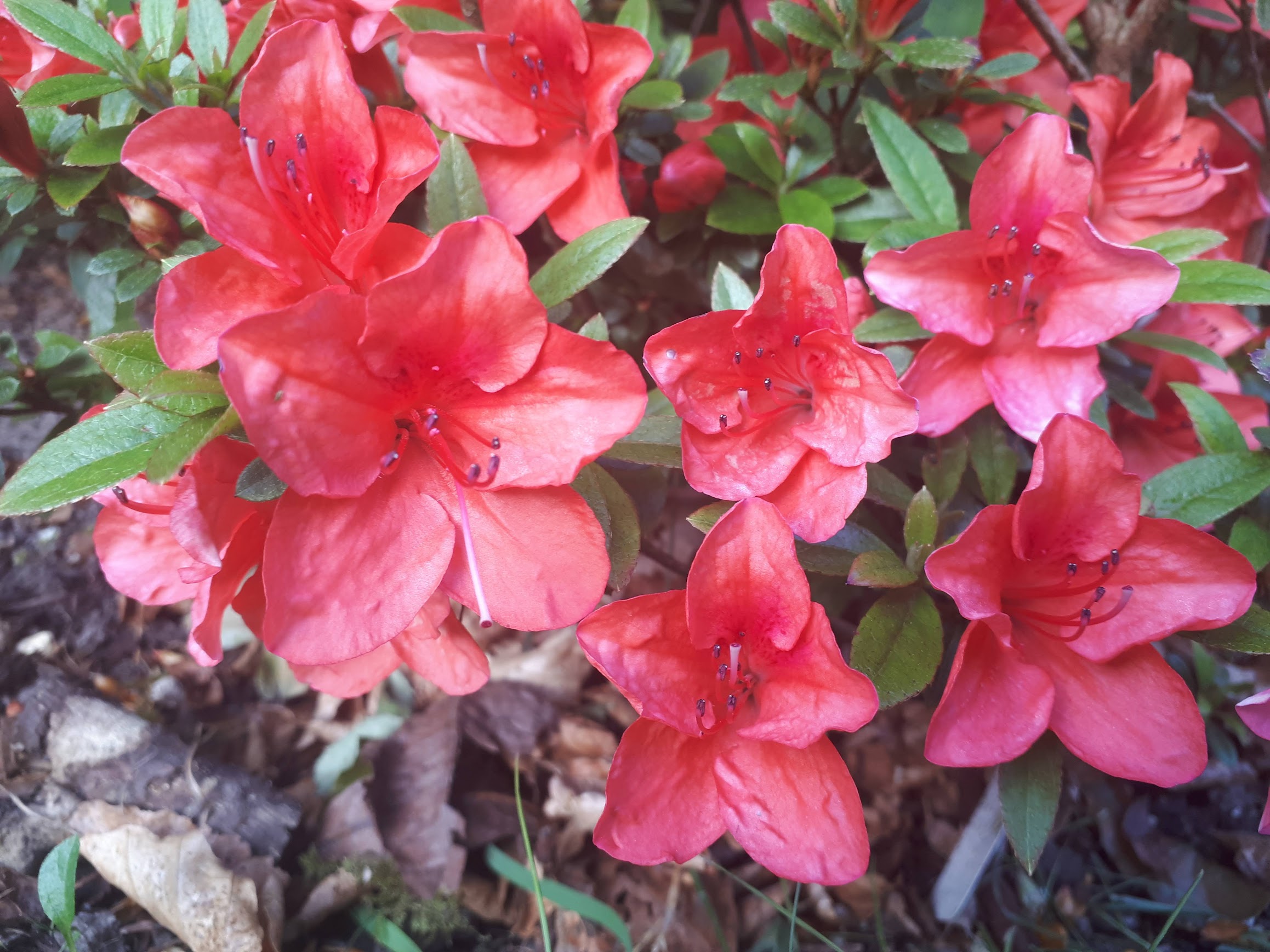 Ae8 Nijland azalea flowers