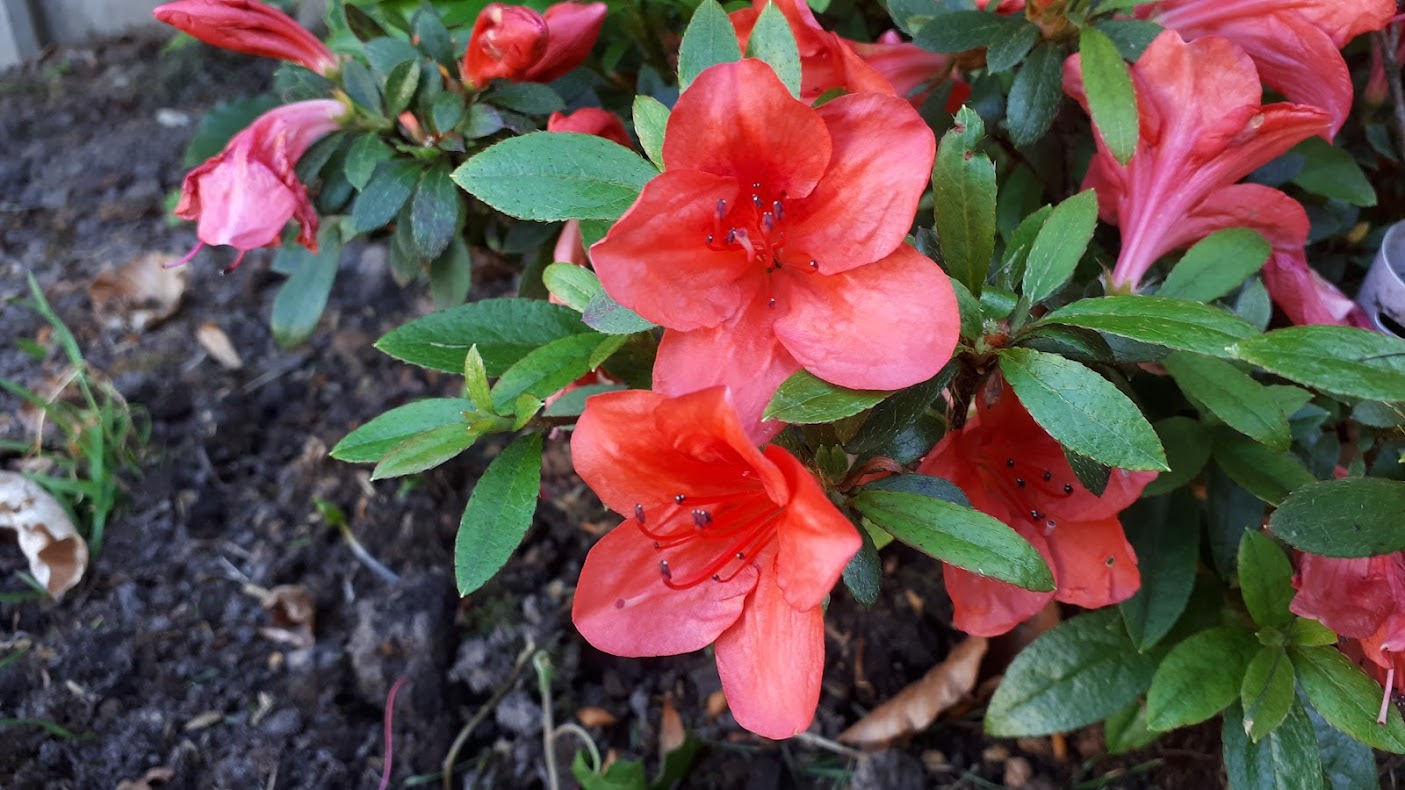 Ae8 Nijland azalea flowers