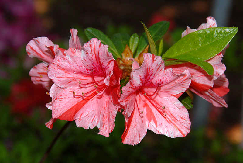 Kakie azalea flowers