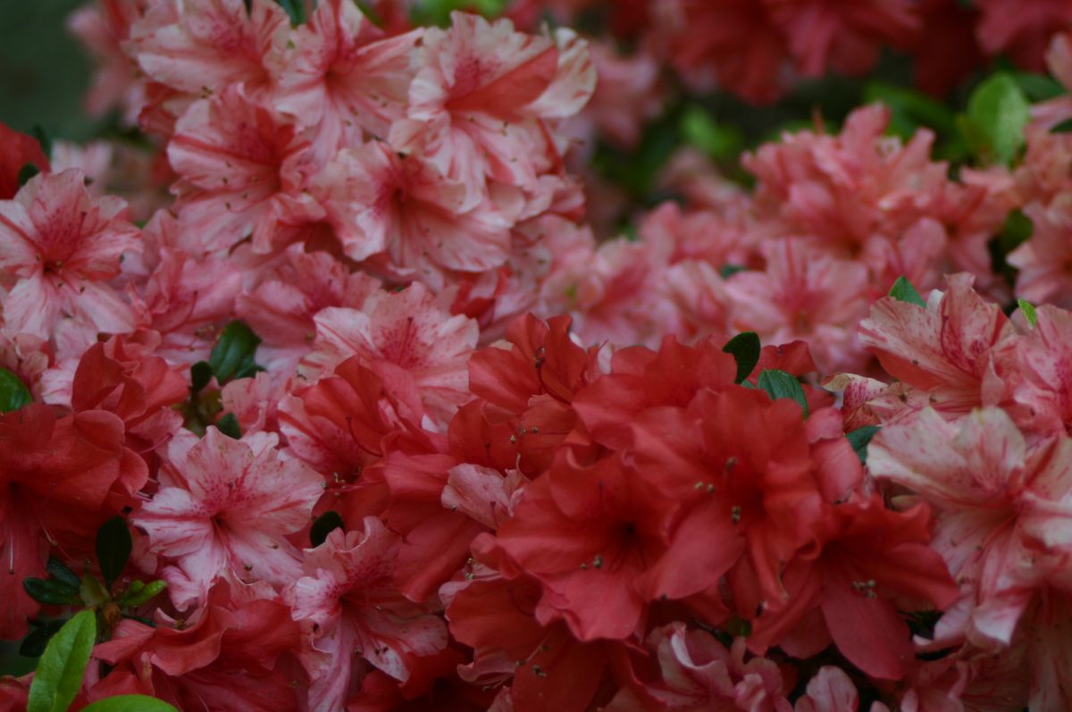 Kakie azalea flowers
