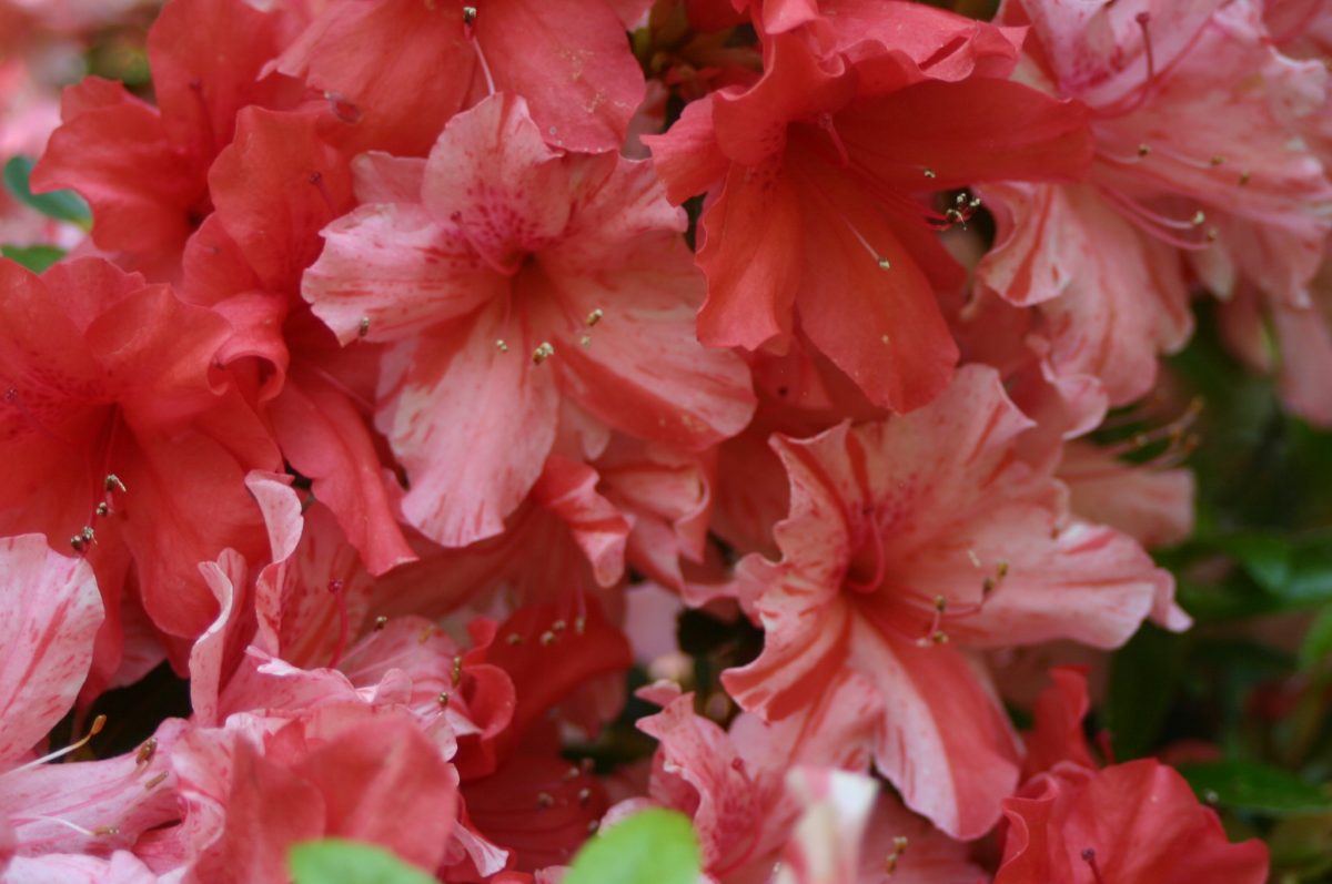 Kakie azalea flowers