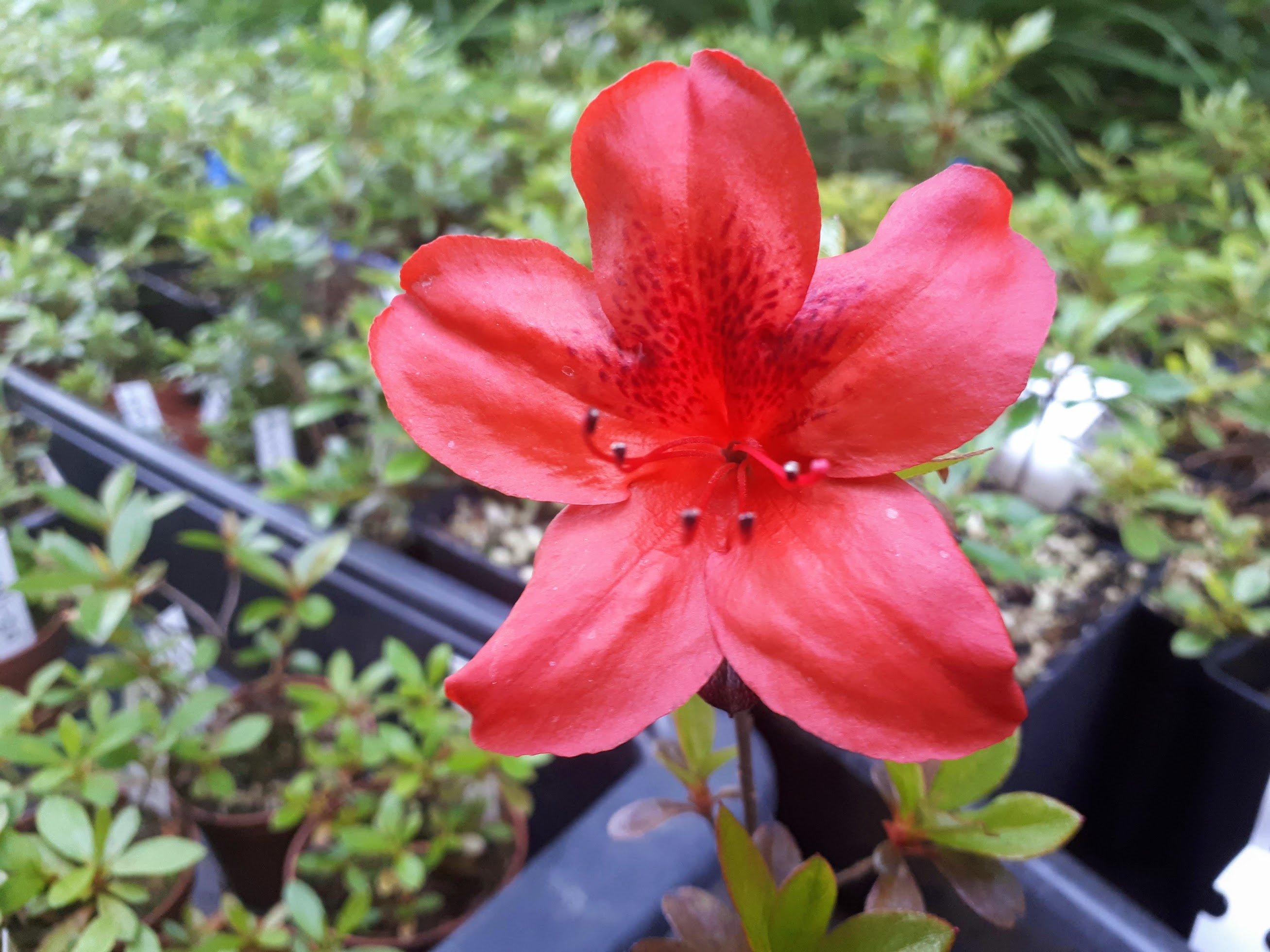 Čertoryje x Kangiten Nijland azalea flowers