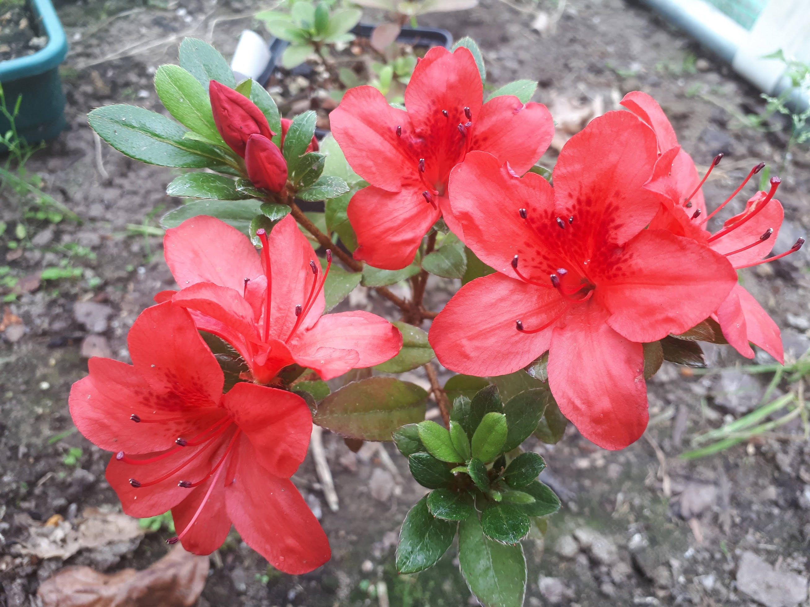 Čertoryje x Kangiten Nijland azalea flowers