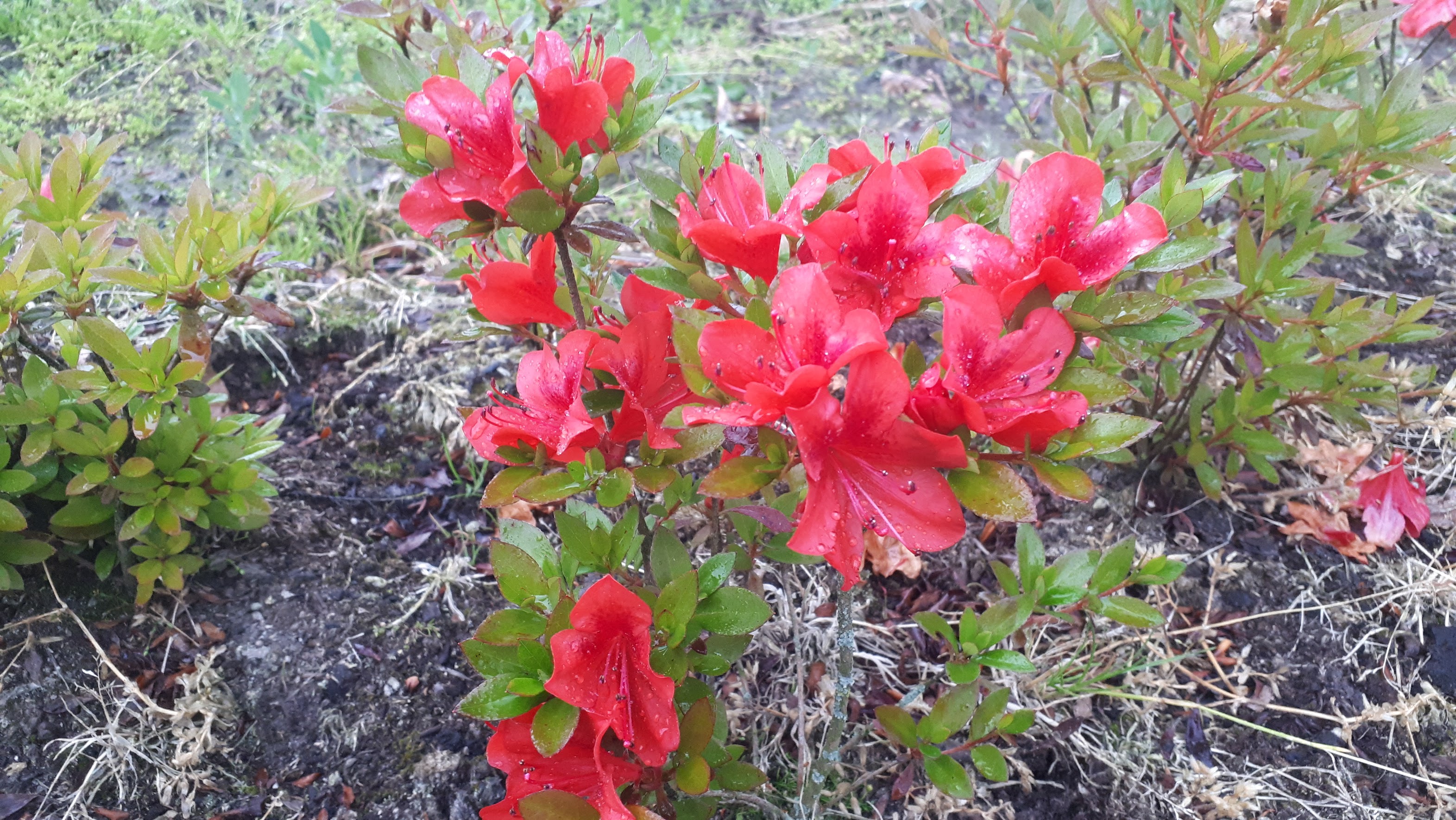 Čertoryje x Kangiten Nijland azalea flowers