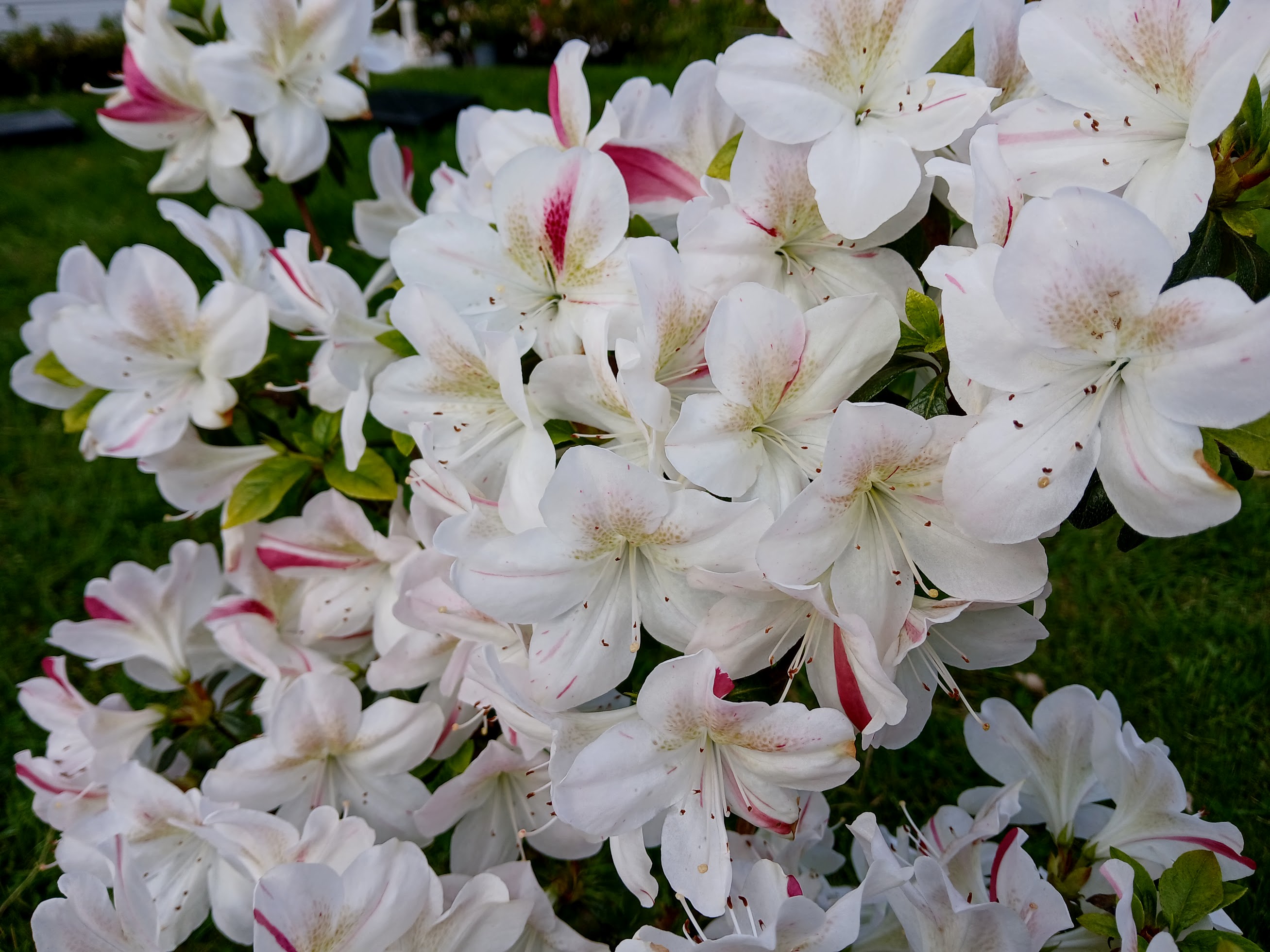 MlHn1 Nijland azalea flowers