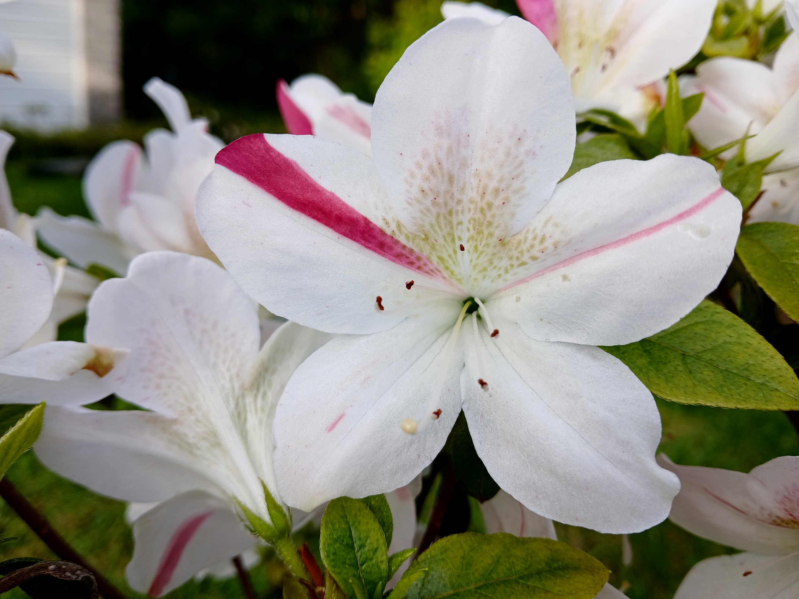 MlHn1 Nijland azalea flowers