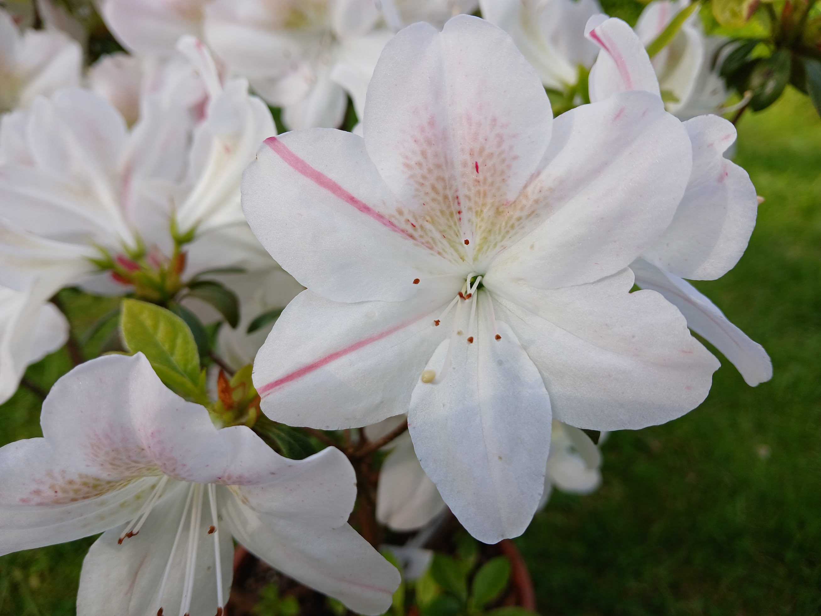 MlHn1 Nijland azalea flowers