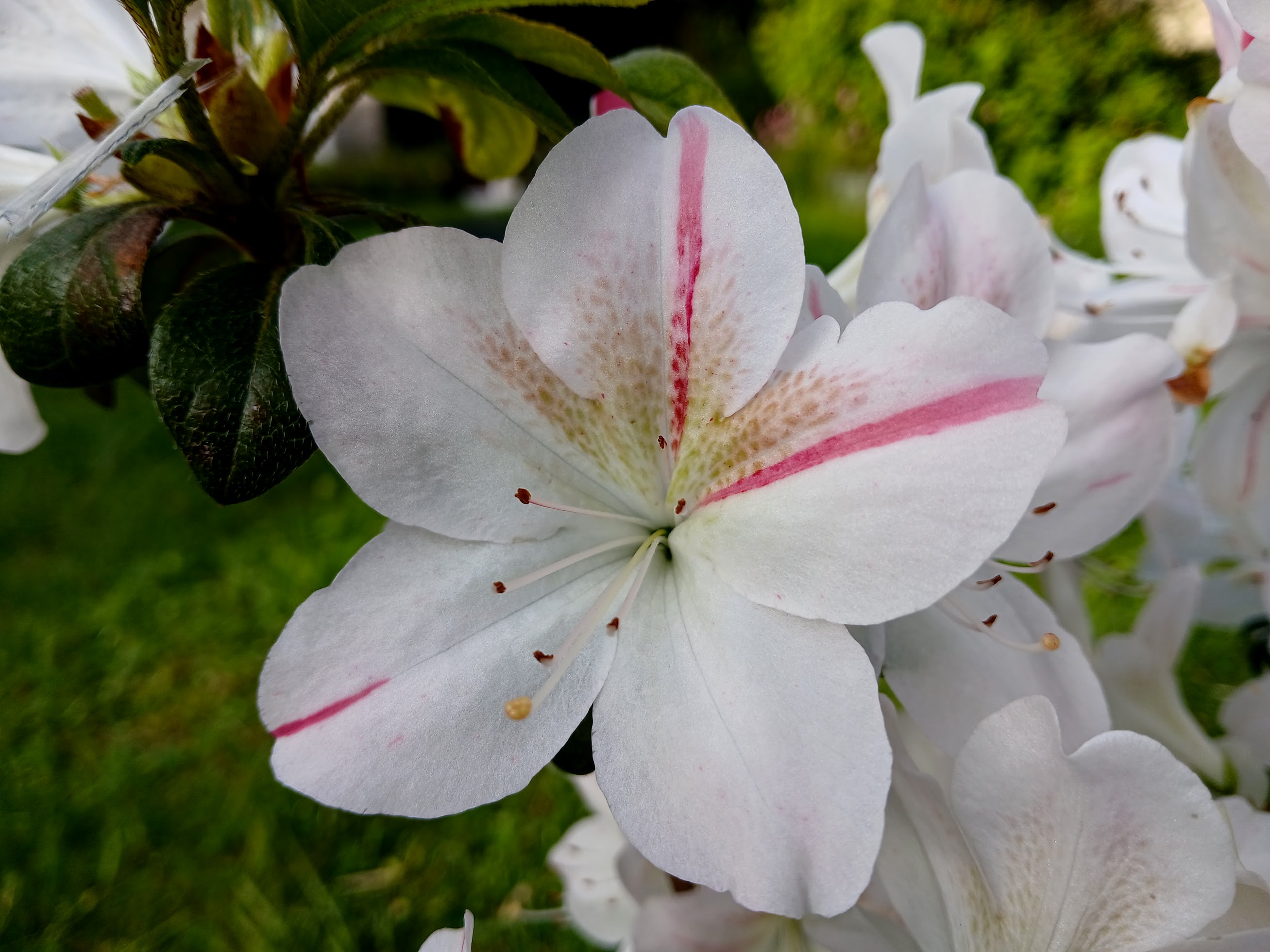 MlHn1 Nijland azalea flowers