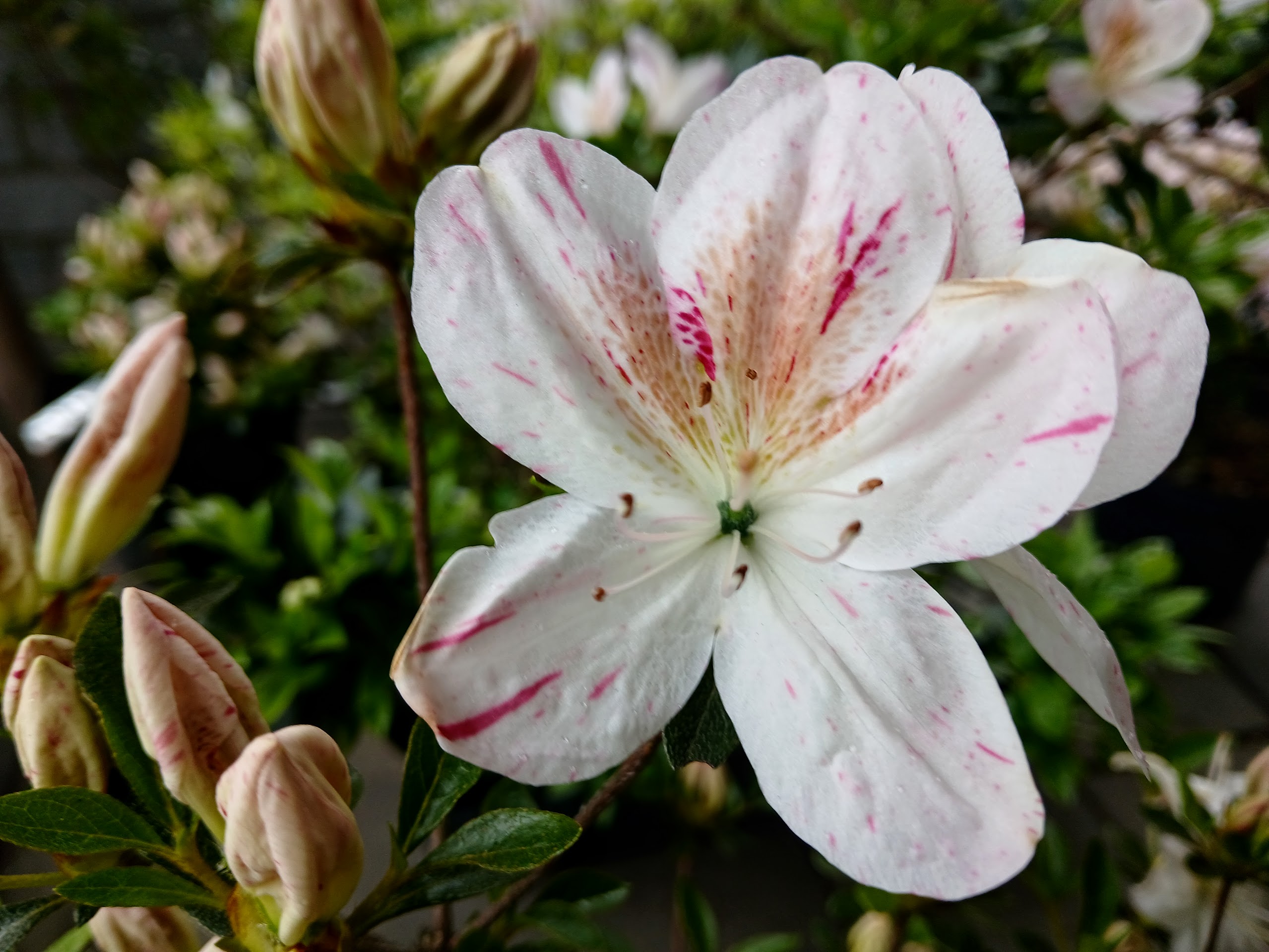 HnMl1 Nijland azalea flowers