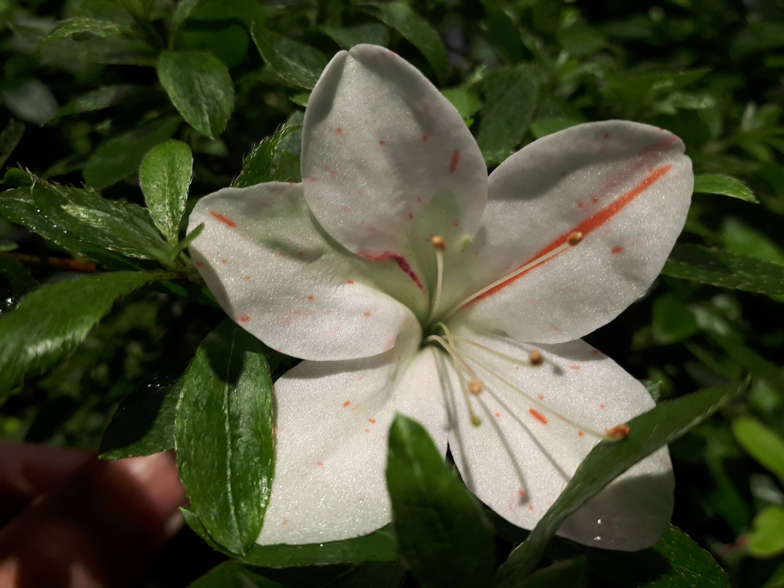 Ae22K1 Nijland azalea flowers