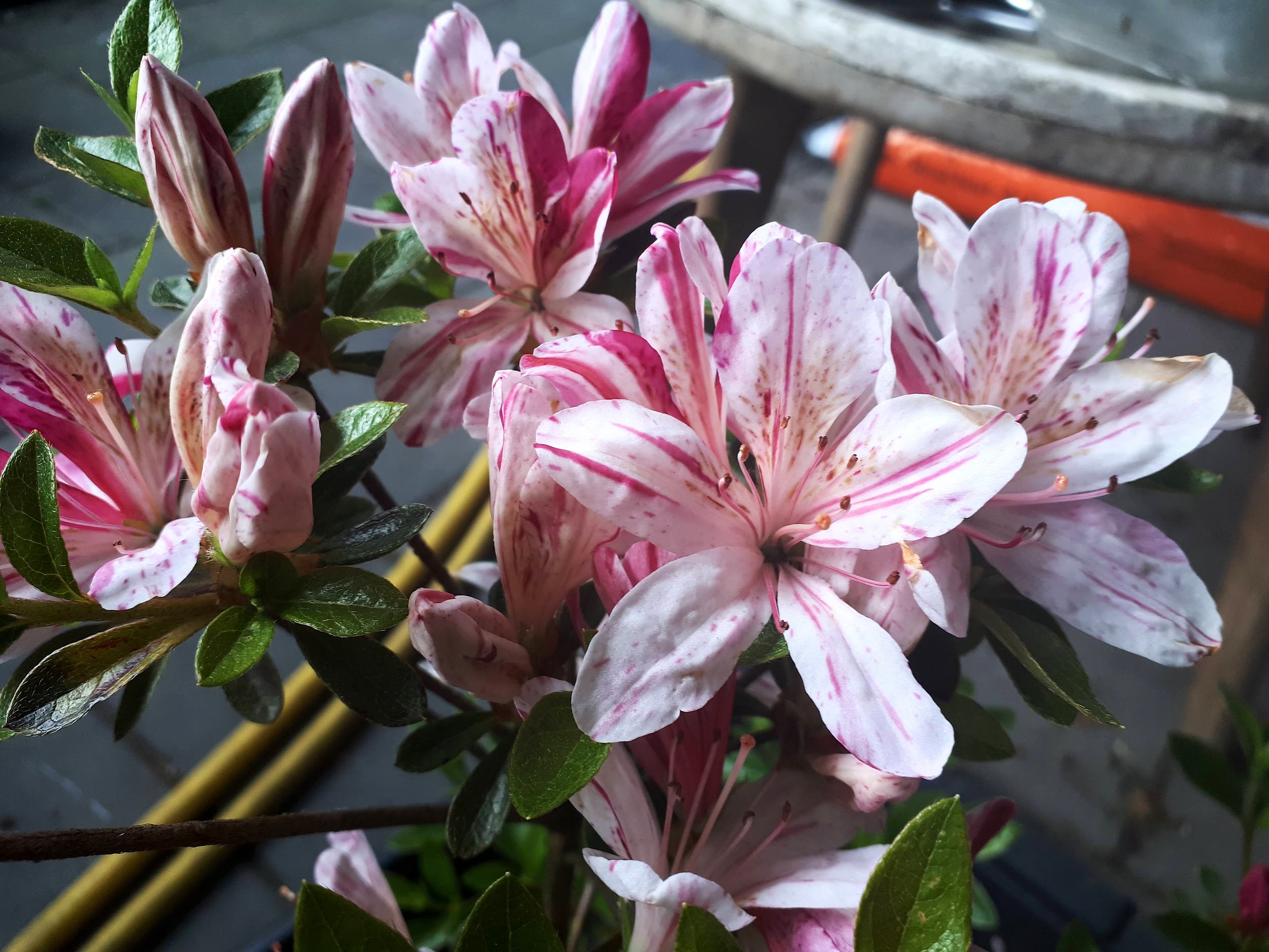 HnMl6 Nijland azalea flowers