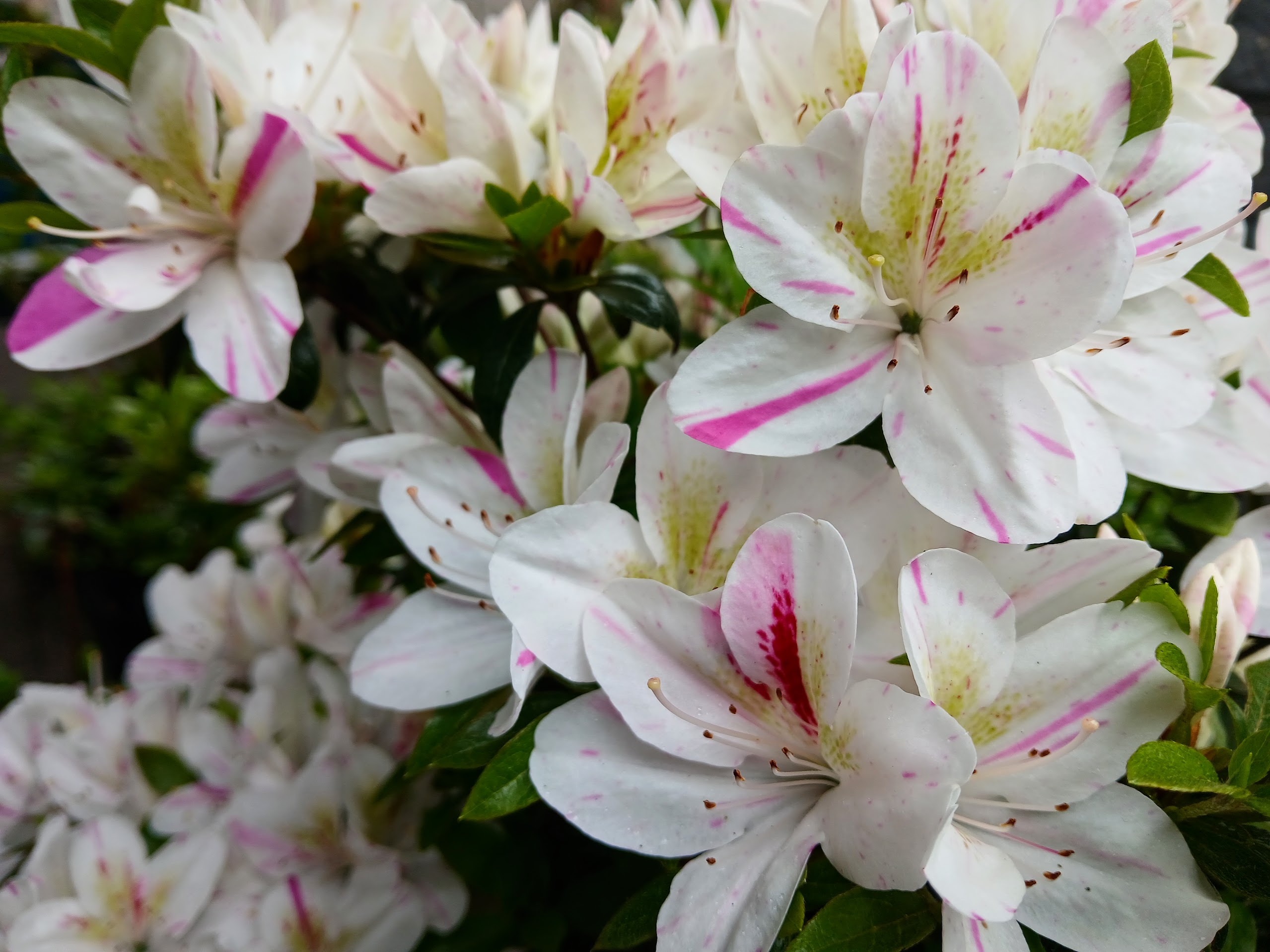 HnMl4 Nijland azalea flowers