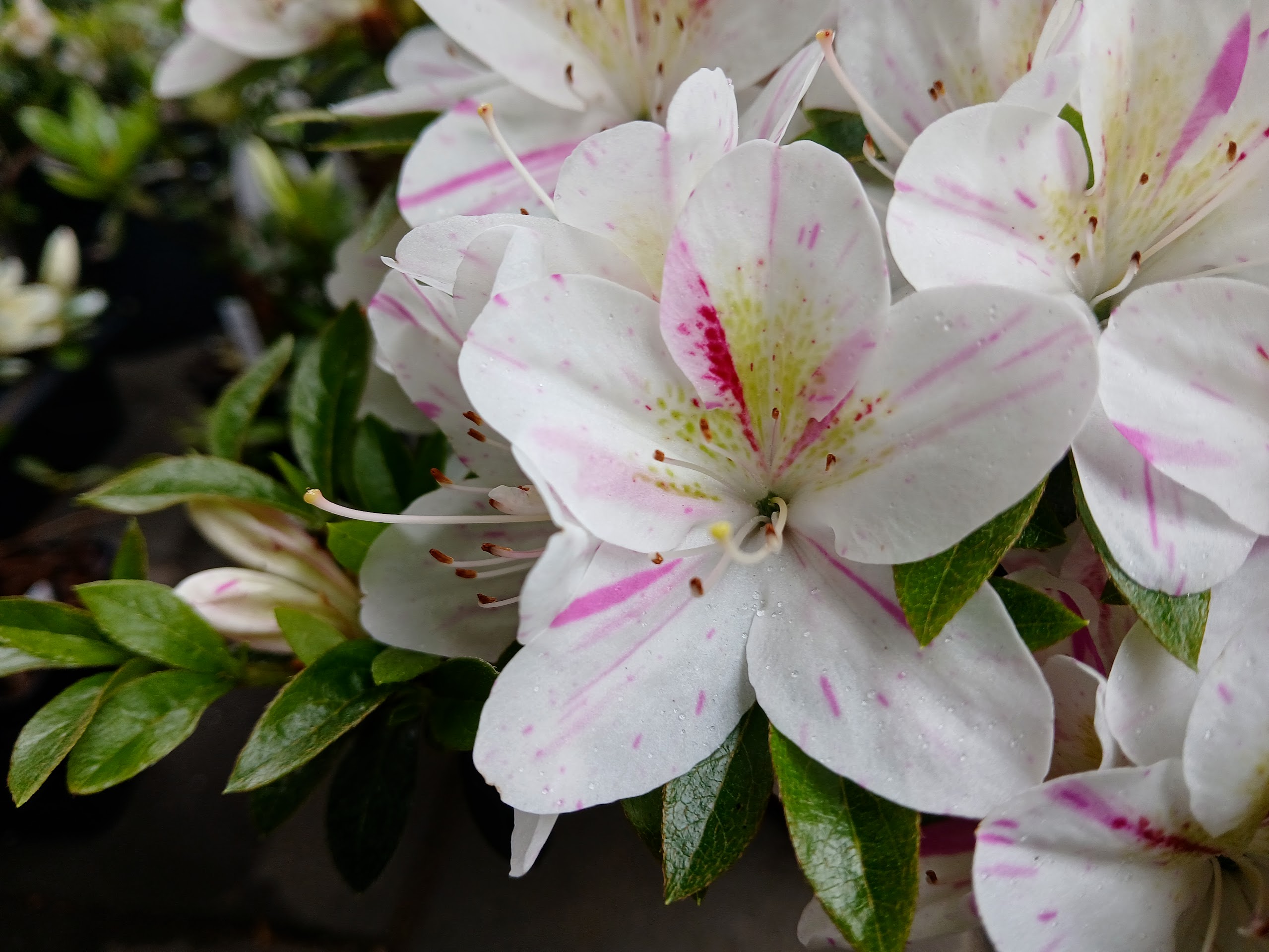 HnMl4 Nijland azalea flowers