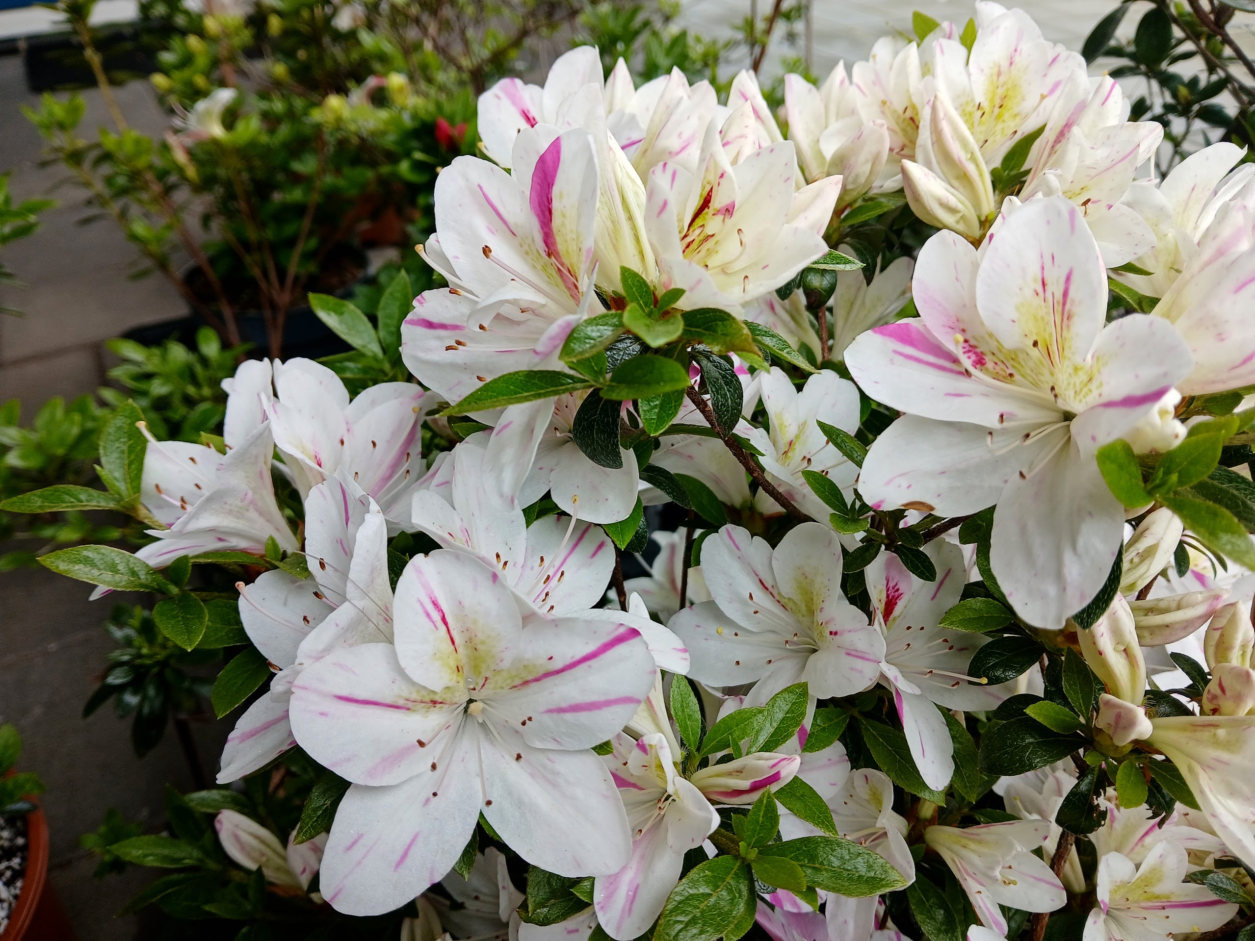 HnMl4 Nijland azalea flowers