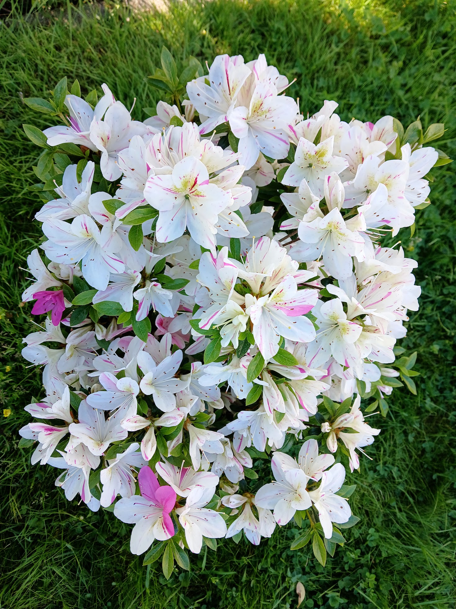 HnMl4 Nijland azalea flowers