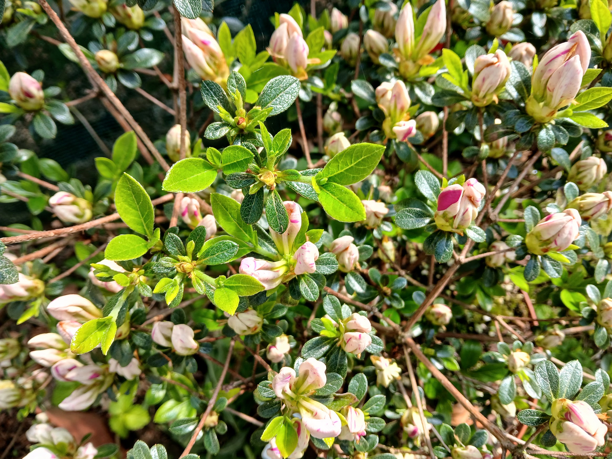 HnMl4 Nijland azalea flowers