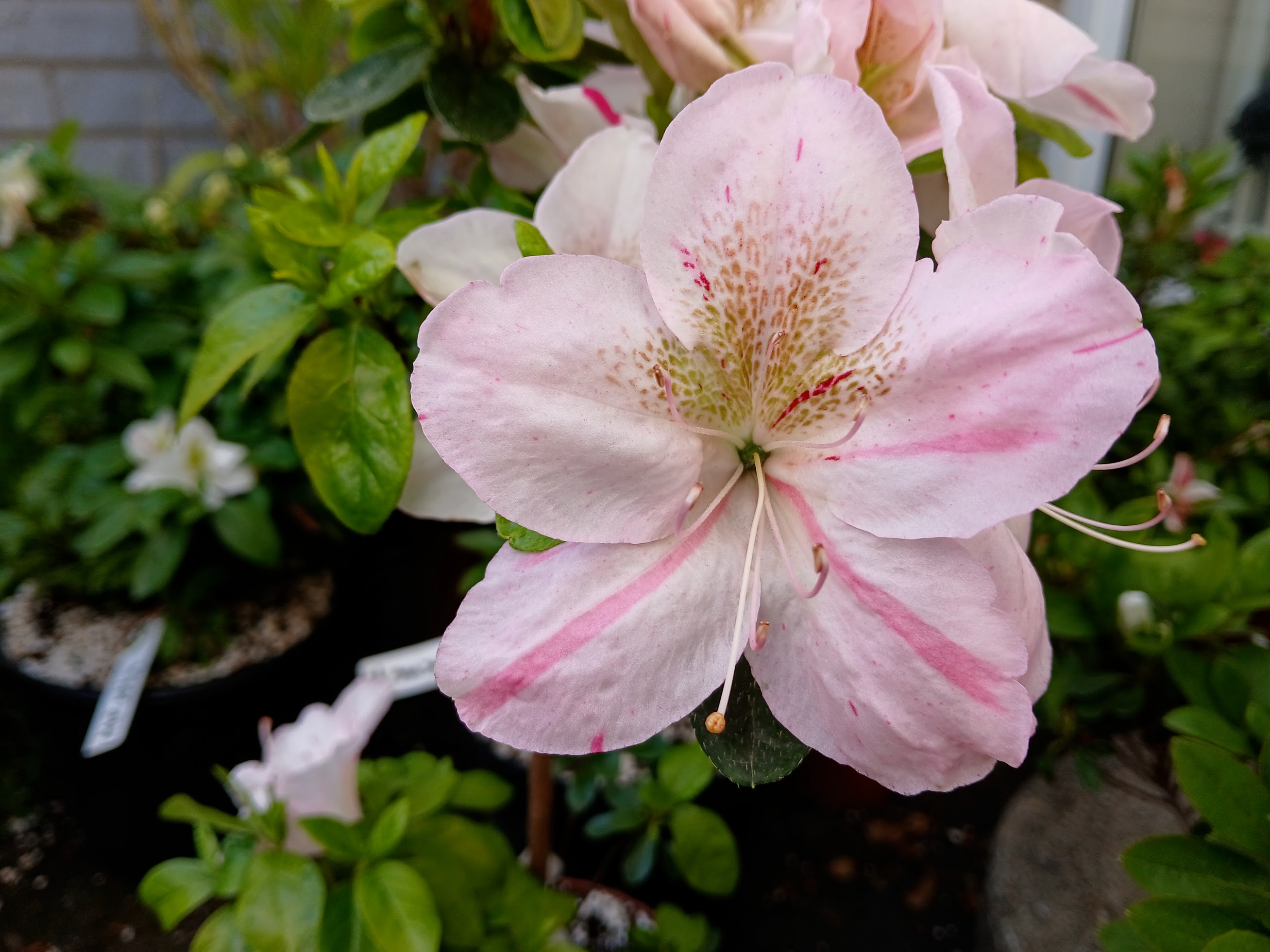 MlHn3 Nijland azalea flowers