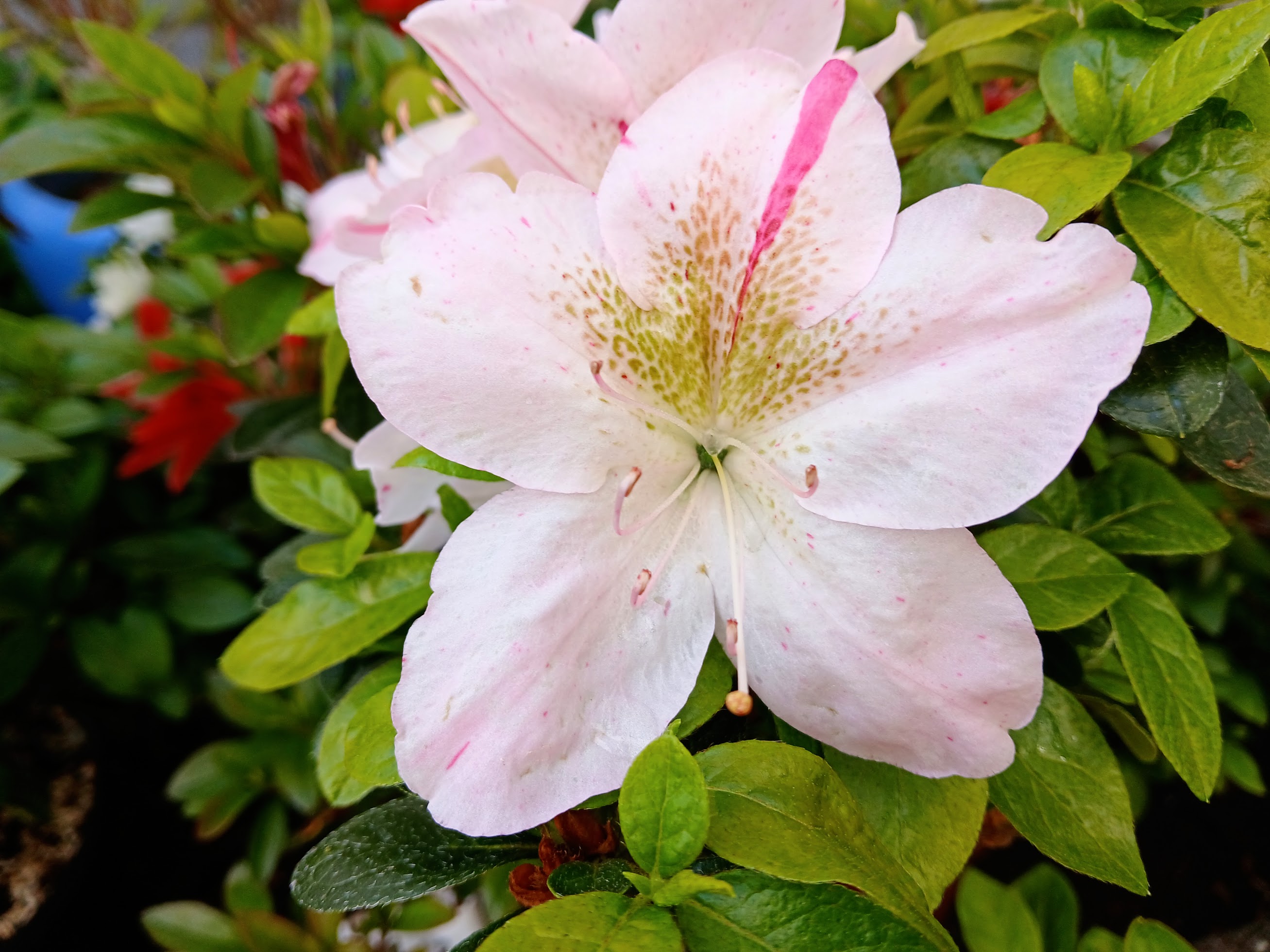MlHn3 Nijland azalea flowers