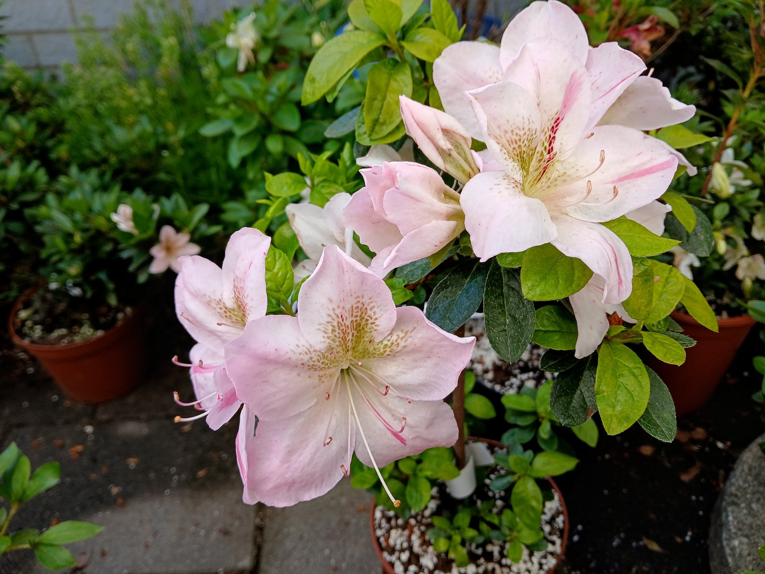 MlHn3 Nijland azalea flowers