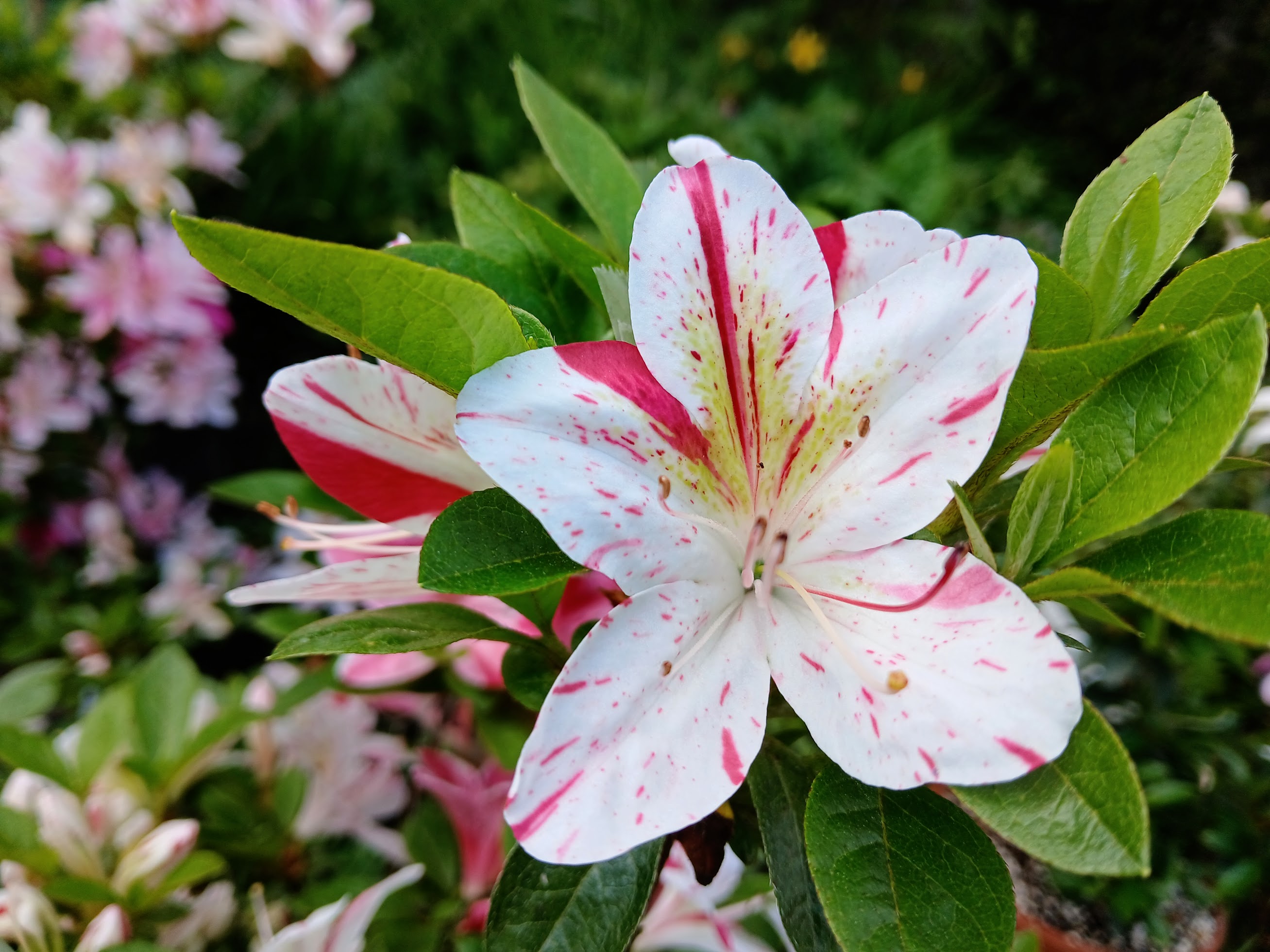 HnMl7 Nijland azalea flowers