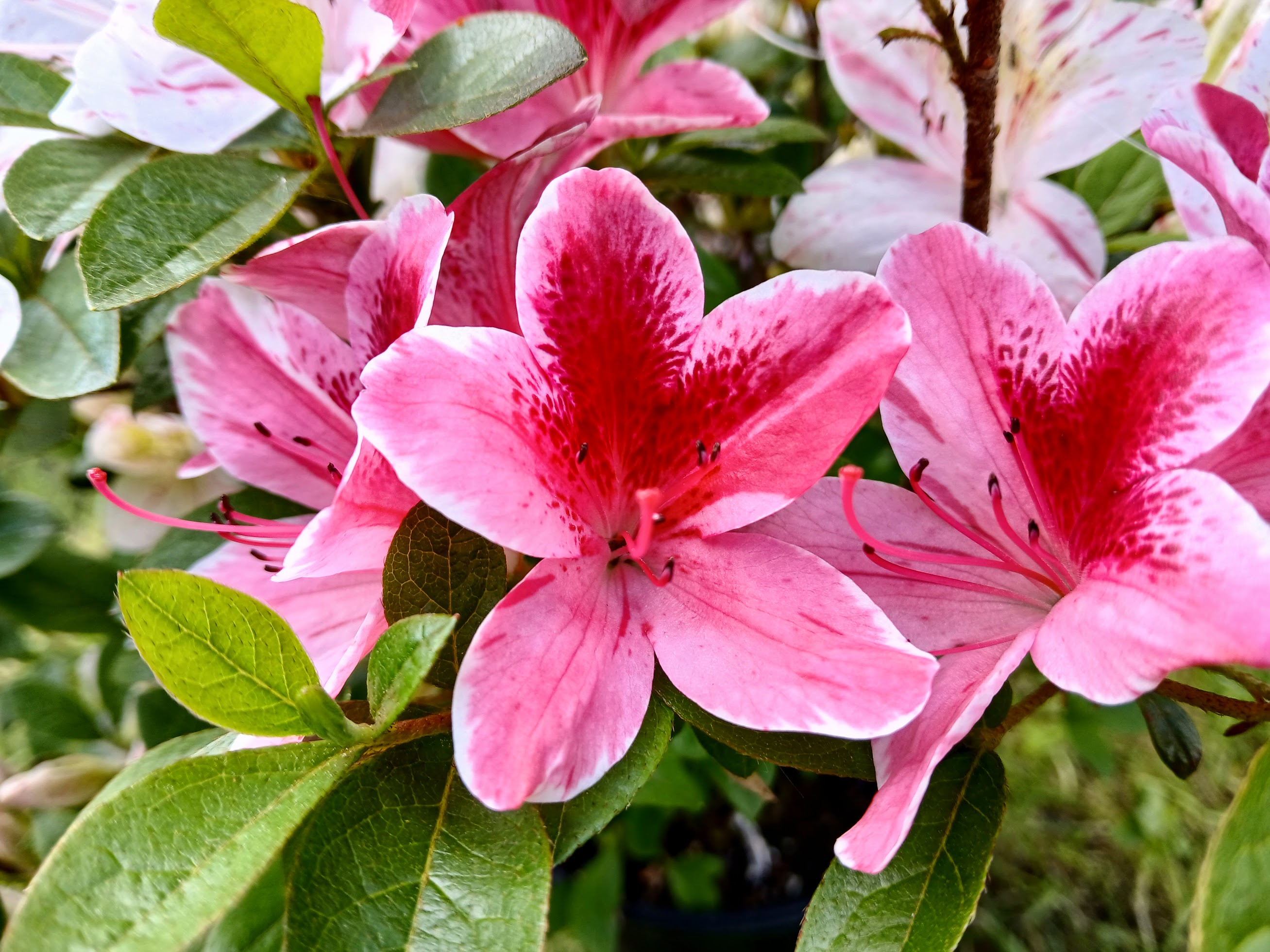 HnMl7 Nijland azalea flowers