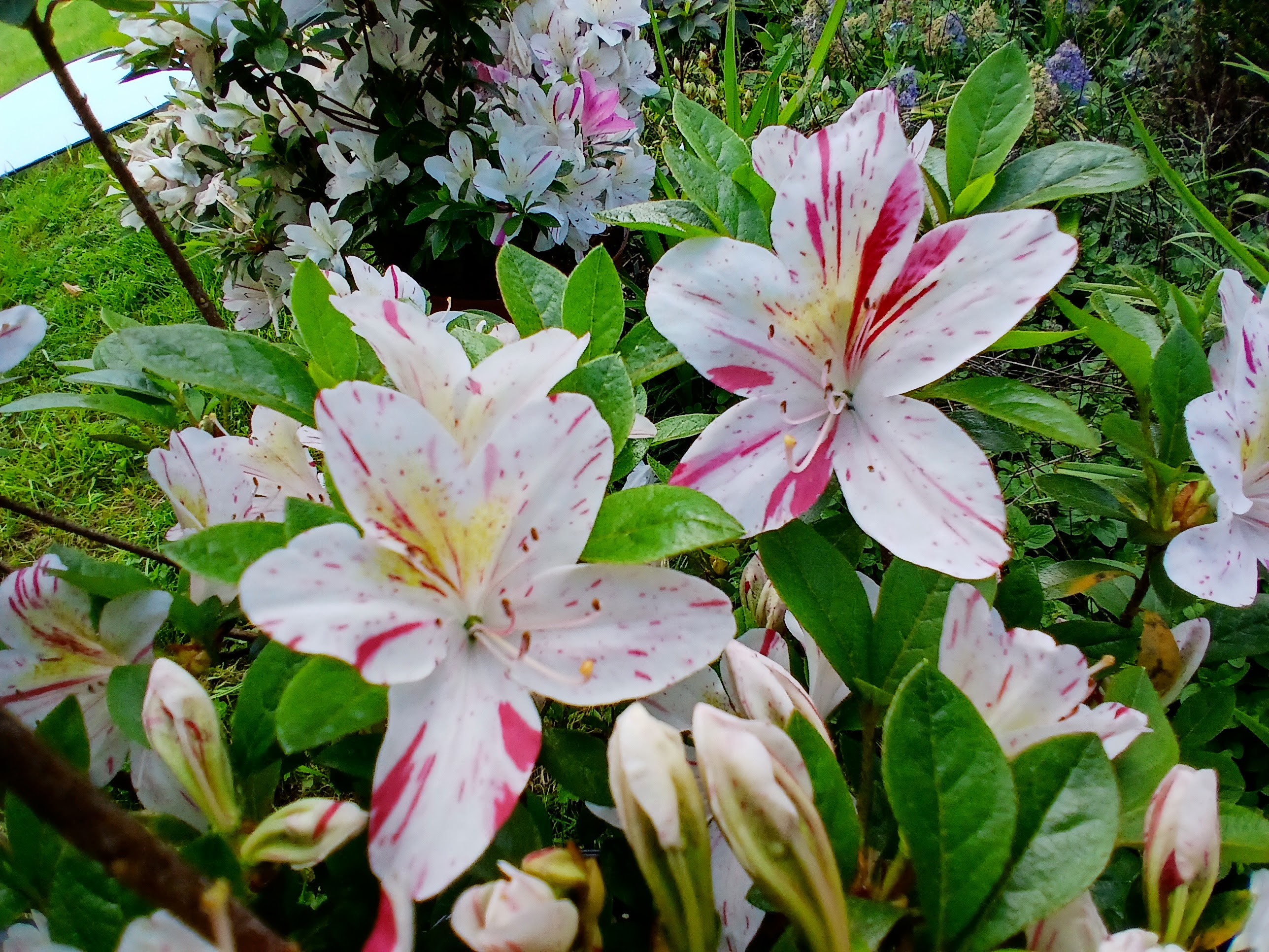 HnMl7 Nijland azalea flowers