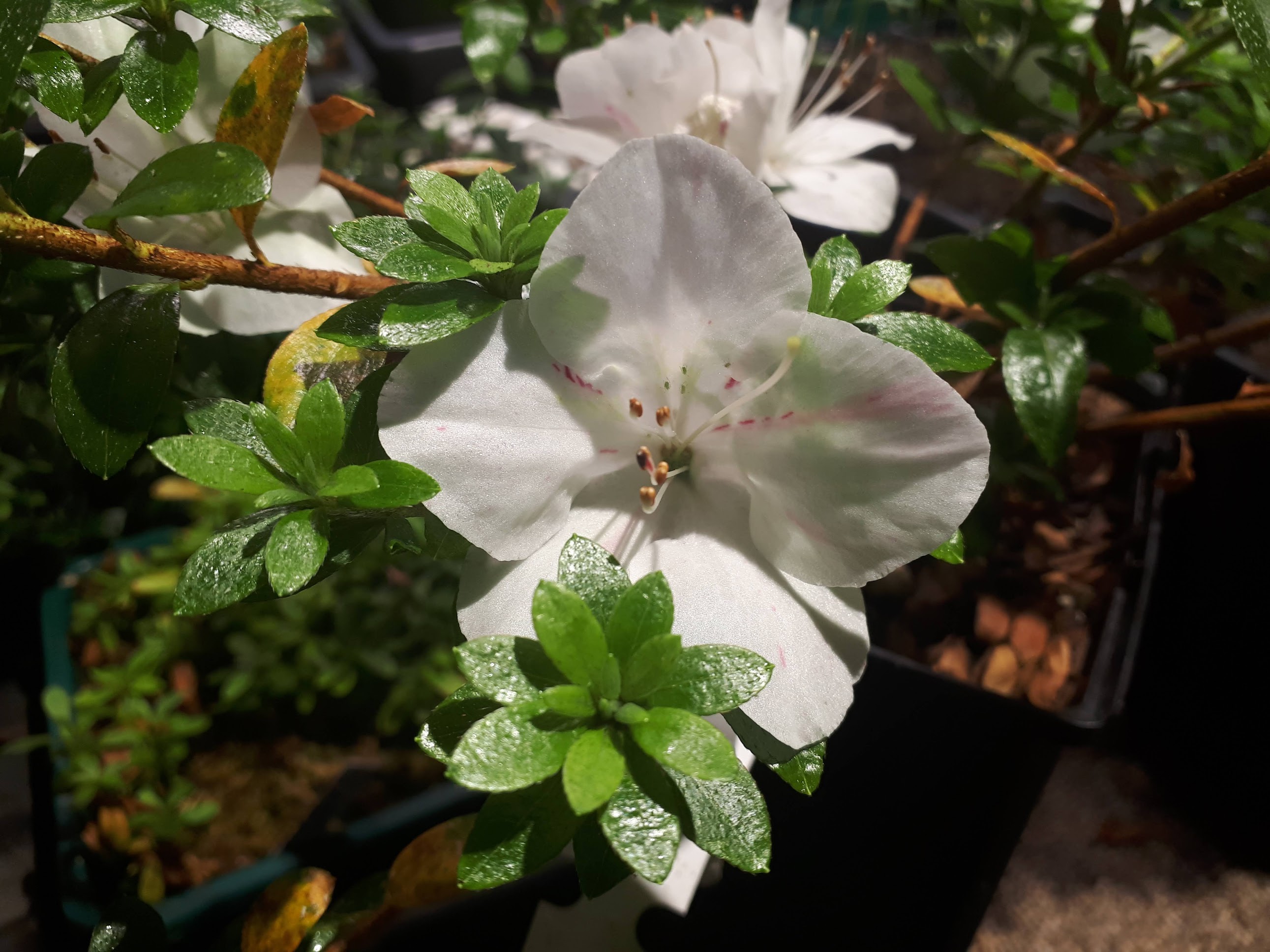 Koxe-01 Nijland azalea flowers