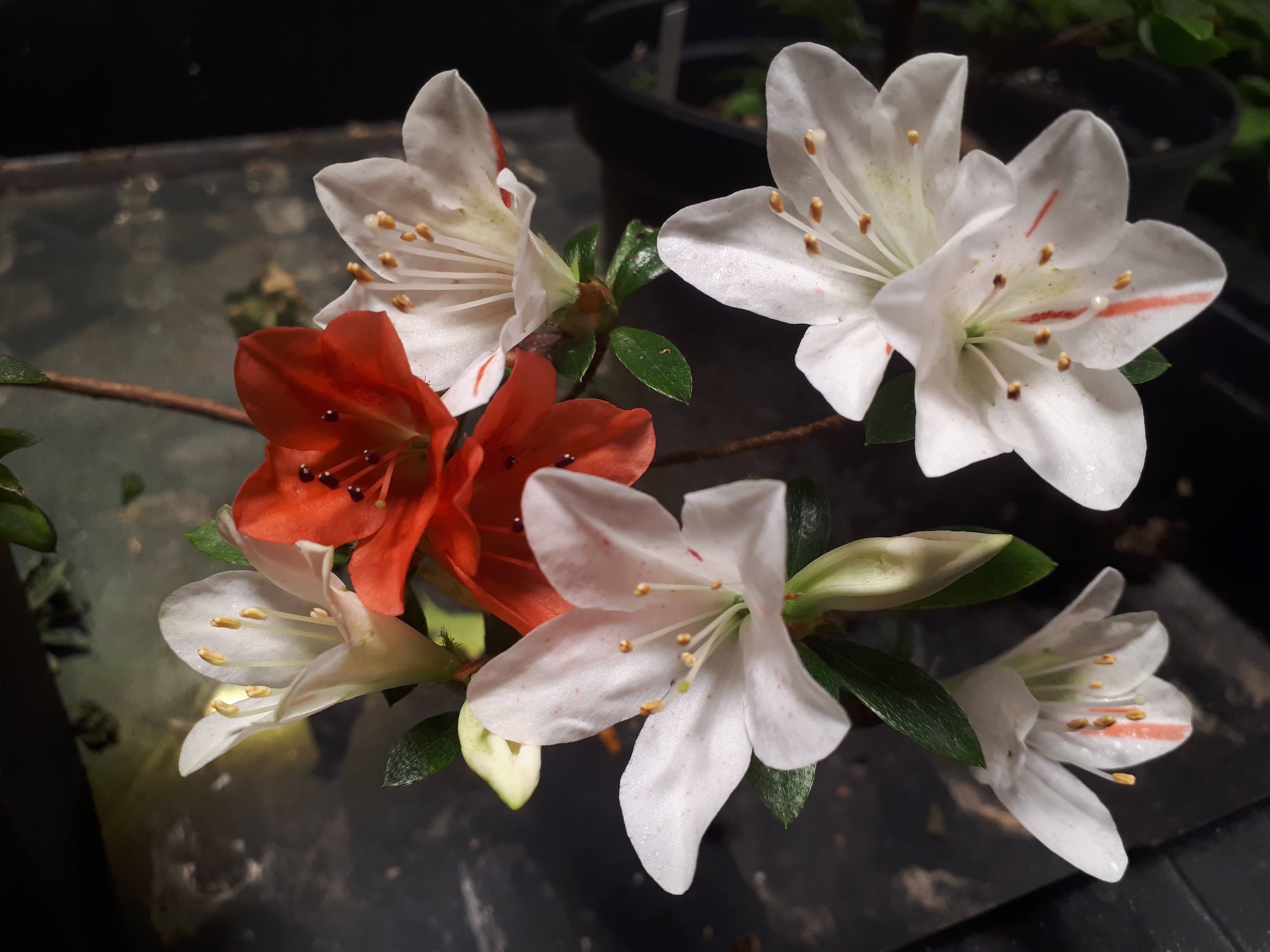 Ae14Hn1 Nijland azalea flowers