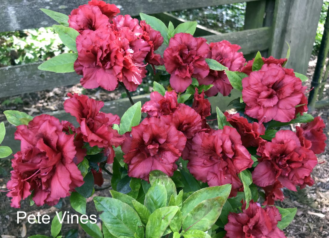 Pete Vines Klimavicz azalea flowers