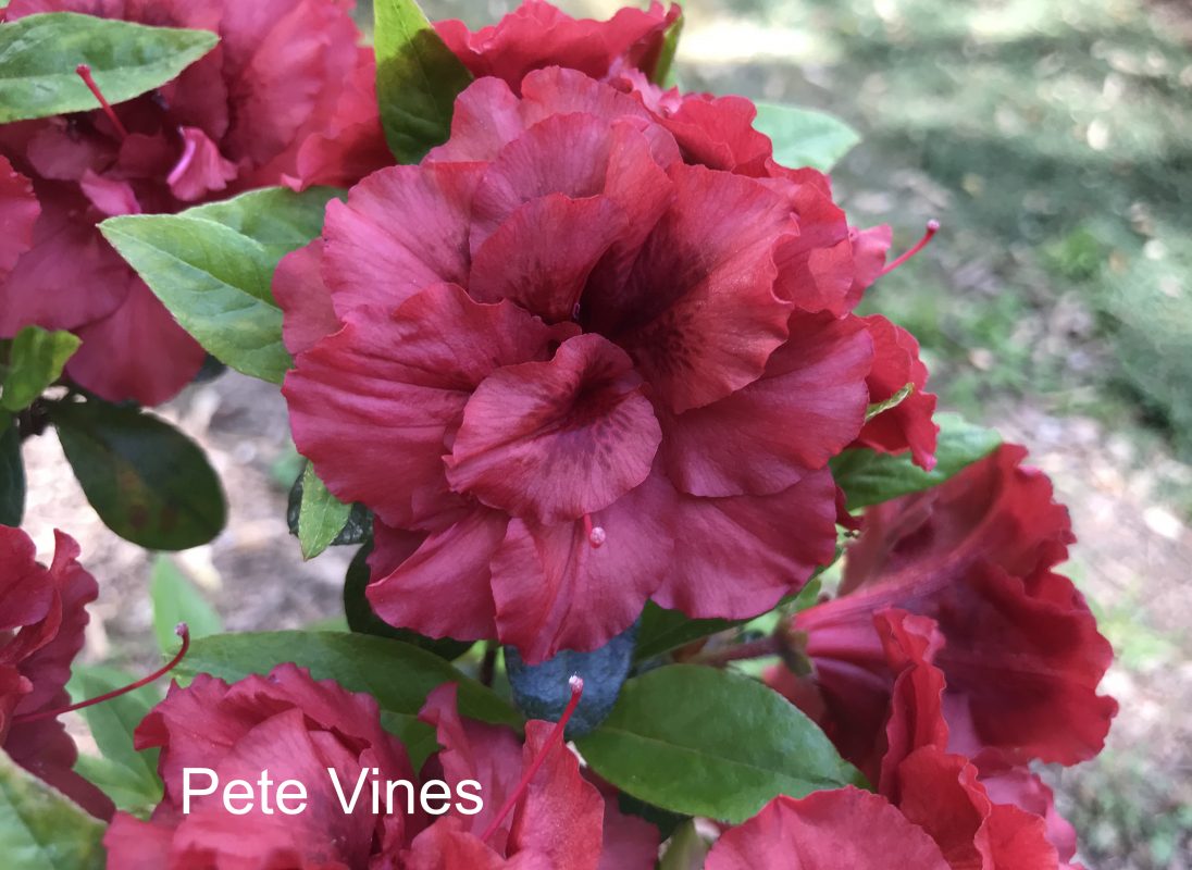 Pete Vines Klimavicz azalea flowers